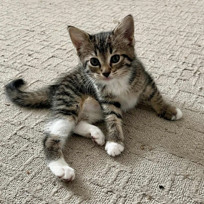A baby medium-sized female Domestic Short Hair cat named Finley for adoption in Candler, NC