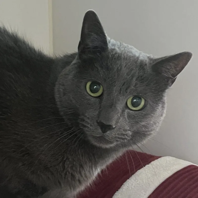 A senior medium-sized male Gray / Blue / Silver Domestic Short Hair cat named Ivan for adoption in Park City, UT