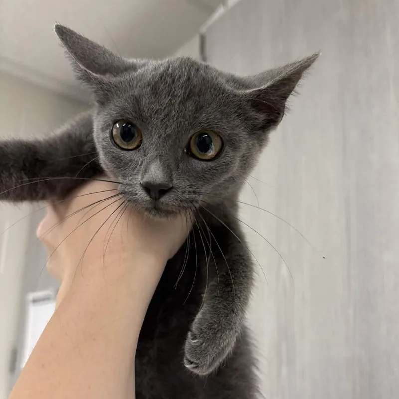 A baby small-sized female Gray / Blue / Silver Domestic Short Hair cat named Tiana for adoption in Beaumont, TX
