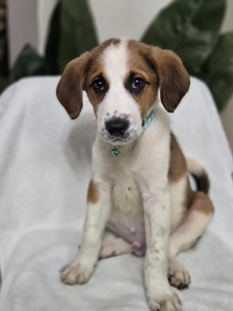 A baby large-sized male Collie dog named Waffle for adoption in Orlando, FL