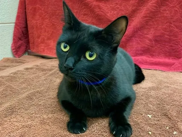 T'Challa