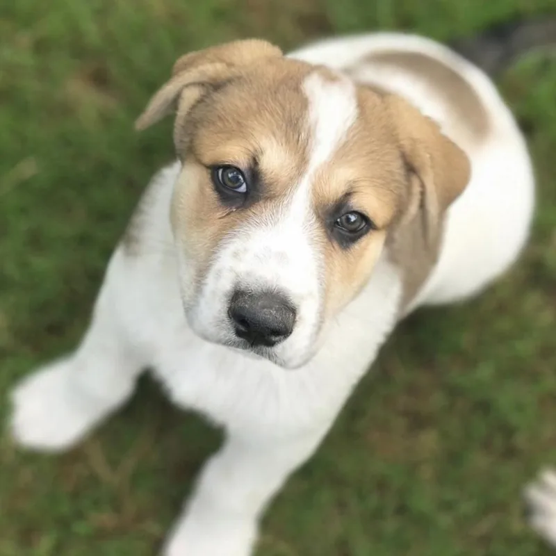 A baby large-sized male German Shepherd Dog dog named Stormy for adoption in Krum, TX