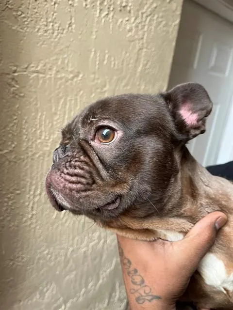 An adult small-sized male French Bulldog dog named Troy for adoption in Miami, FL