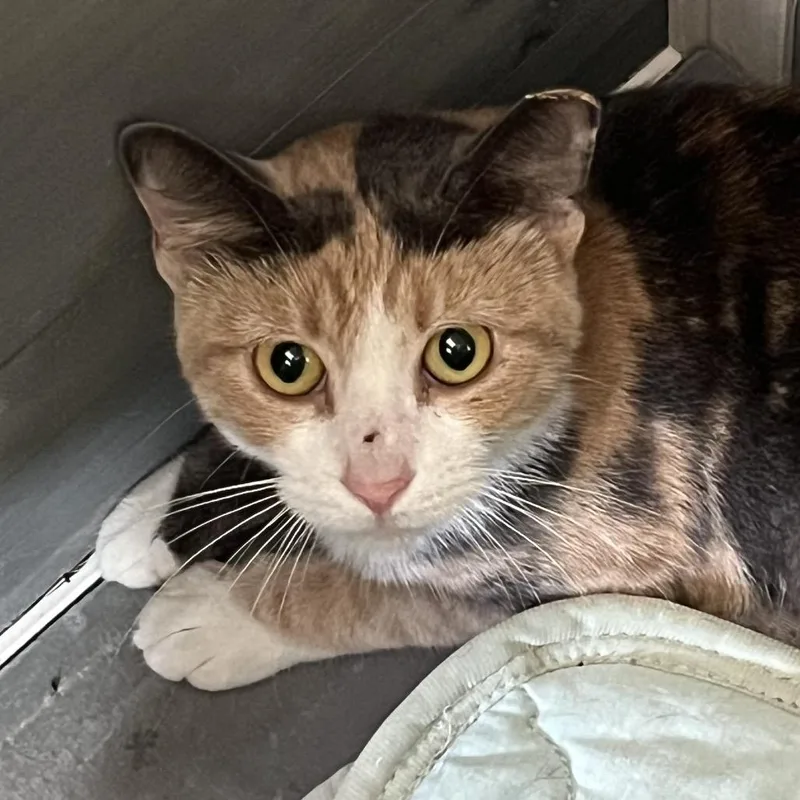 An adult medium-sized female Calico Domestic Short Hair cat named Essie Working Cat for adoption in Sarasota, FL