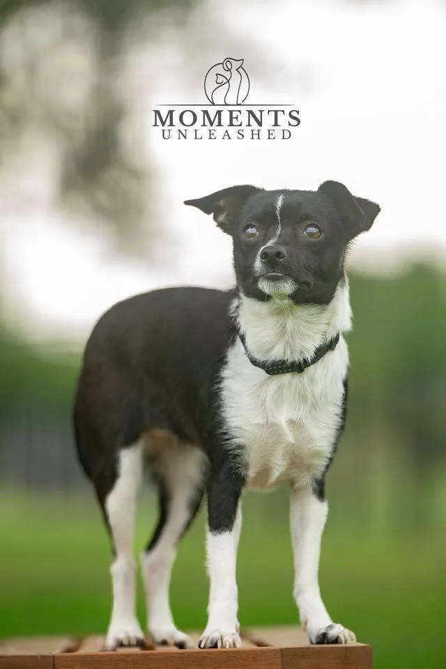 A young small-sized female Black Chihuahua dog named Mocha for adoption in Myakka City, FL
