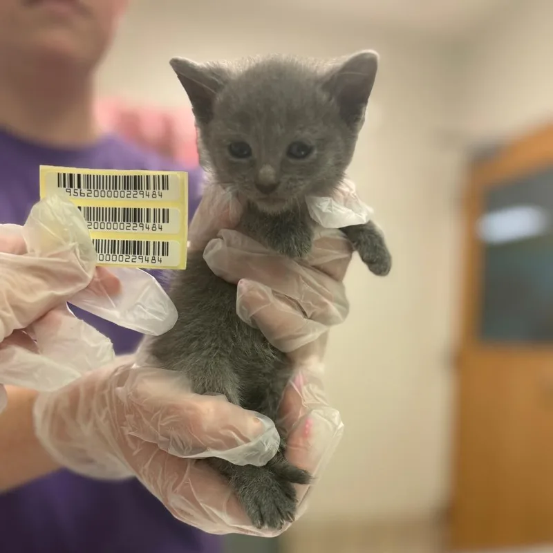 A baby small-sized female Gray / Blue / Silver Domestic Medium Hair cat named Rain for adoption in Charleston, WV