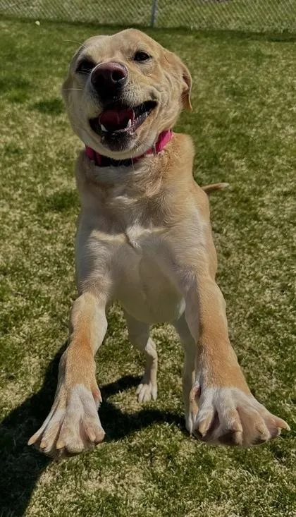An adult large-sized male Mixed Breed dog named Szeth for adoption in Missoula, MT