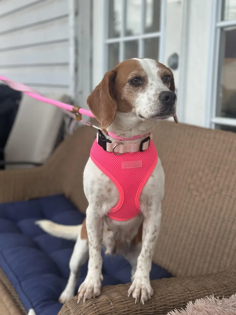 An adult small-sized female Bicolor Beagle dog named Darla B for adoption in Ellicott City, MD