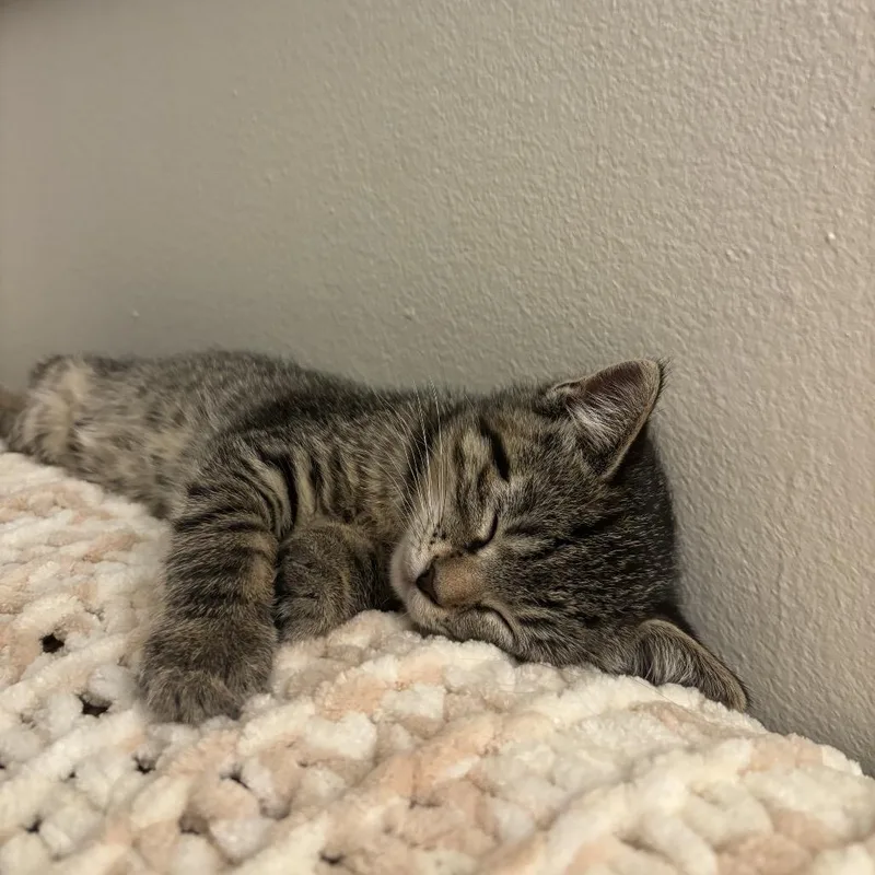A young small-sized female Black & White / Tuxedo Domestic Short Hair cat named Willow for adoption in Rochester, MN