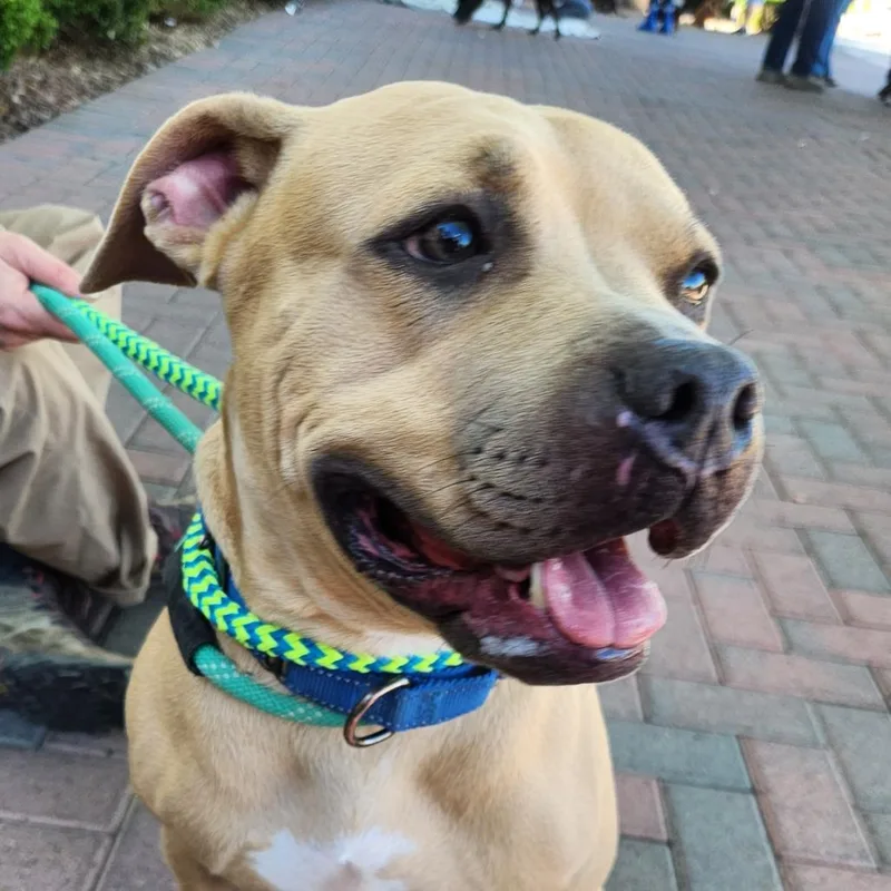 An adult medium-sized female Pit Bull Terrier dog named Nani Crews for adoption in Las Vegas, NV