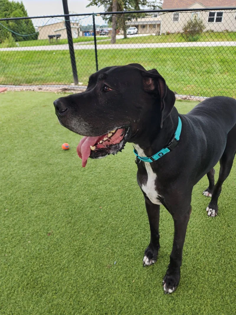 An adult extra large-sized male Black Great Dane dog named Tank for adoption in Westville, IN
