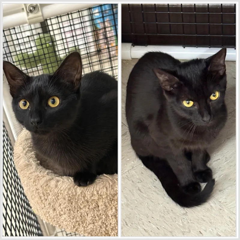 Meet Sable & Salem