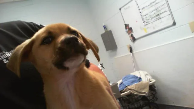 A baby small-sized female Pit Bull Terrier dog named Sadie for adoption in Charlotte, NC