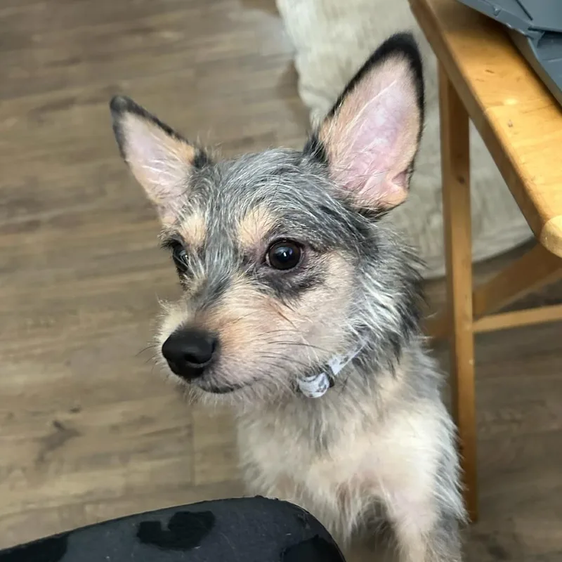 A baby small-sized female Gray / Blue / Silver Chihuahua dog named Shy for adoption in Rossville, GA