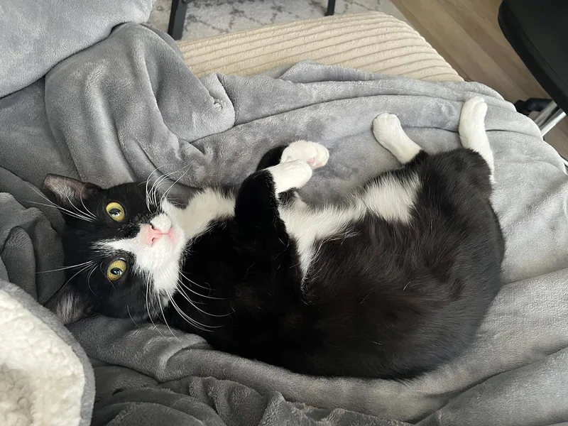 Macauley Master thumbnail 2