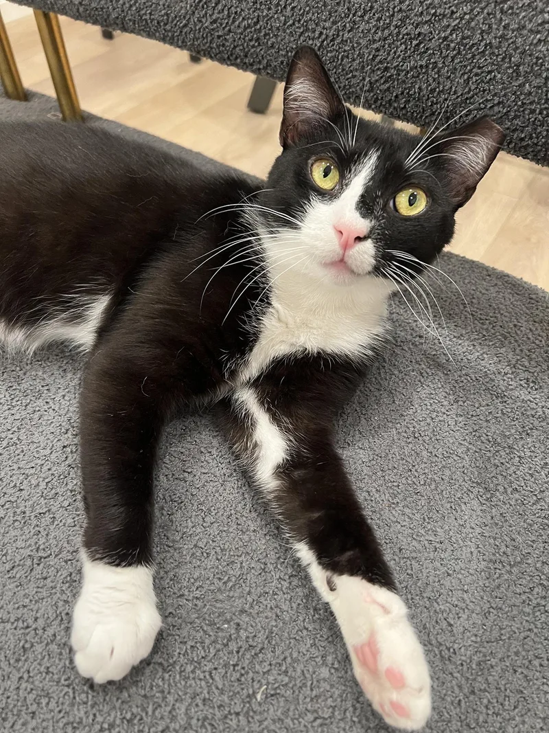 Macauley Master thumbnail 3