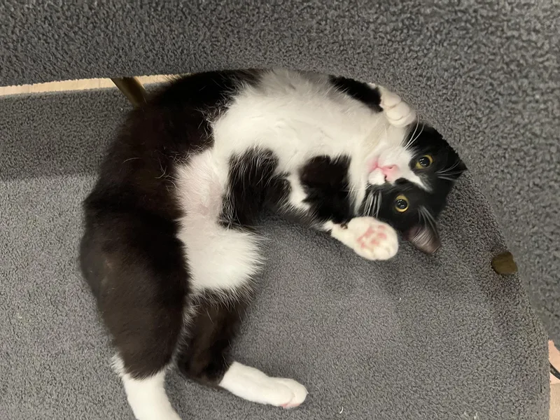 Macauley Master thumbnail 4