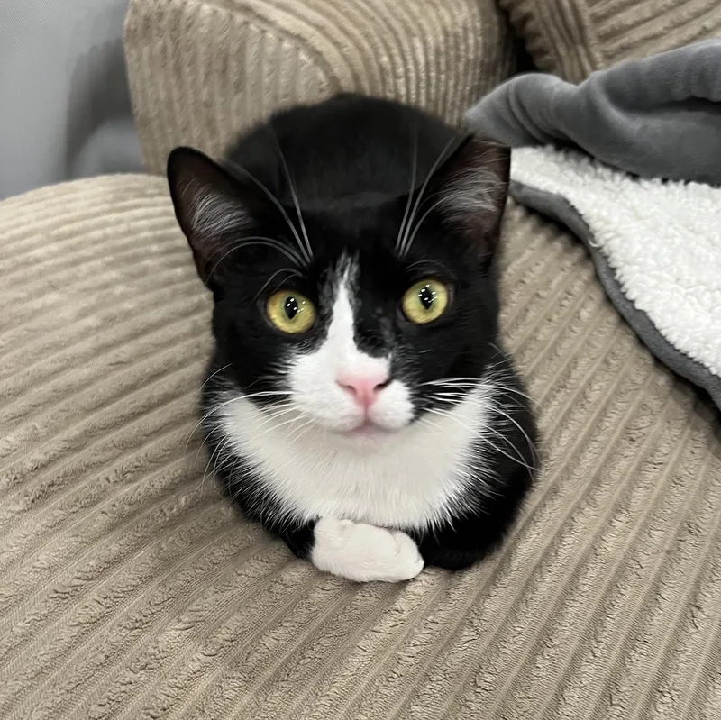 Macauley Master thumbnail 5