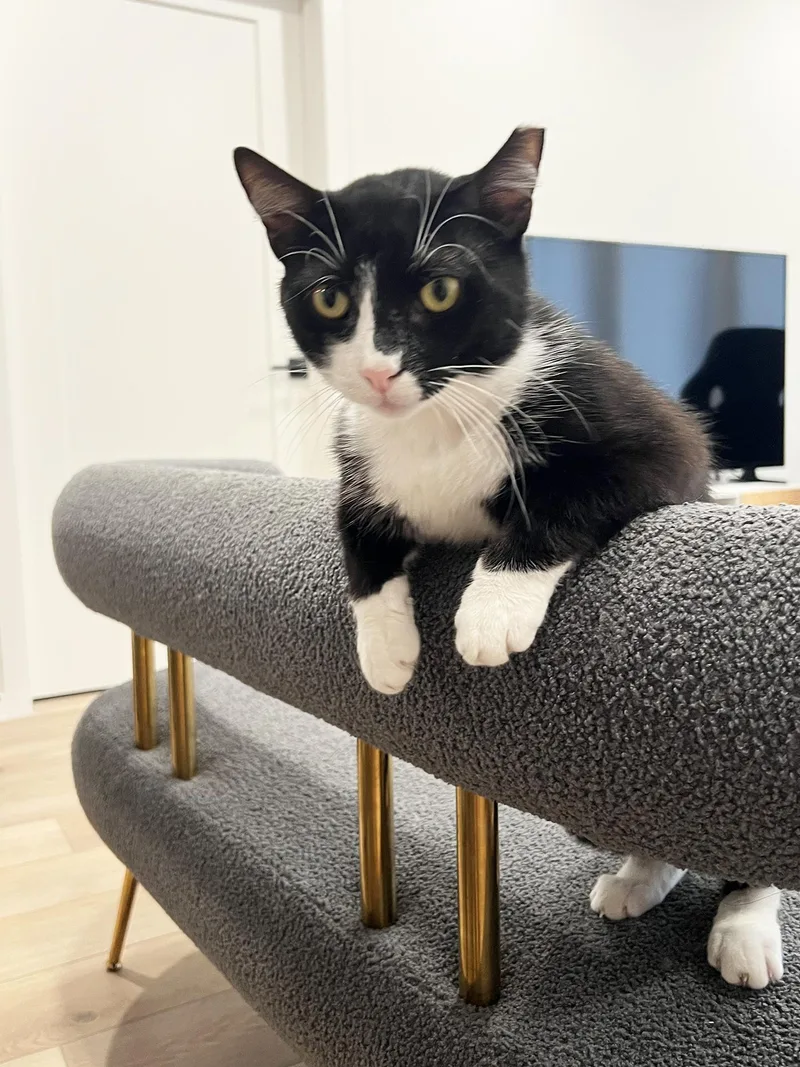 Macauley Master thumbnail 6