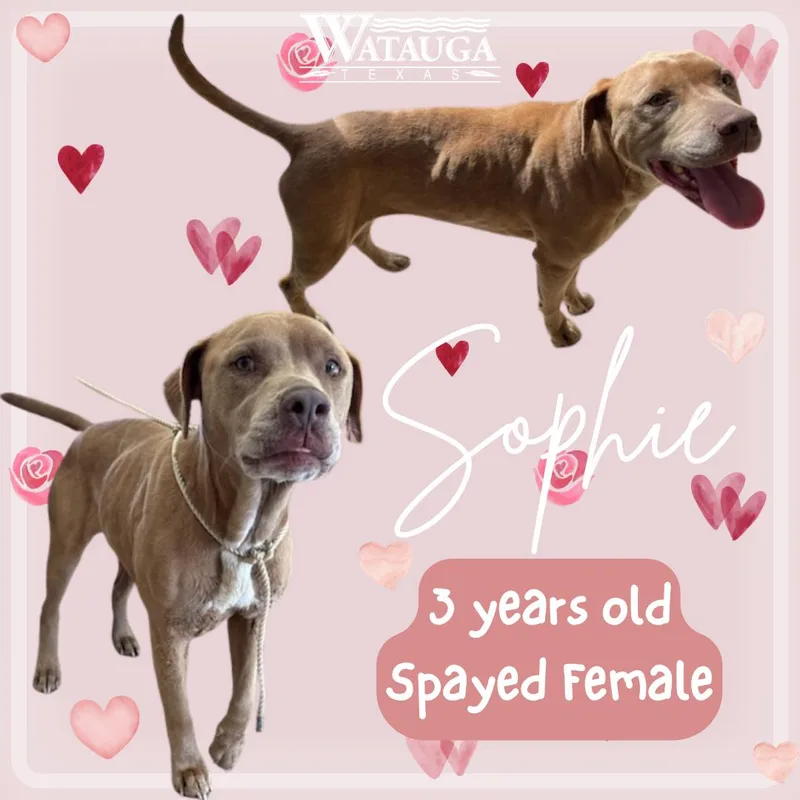 Sophie