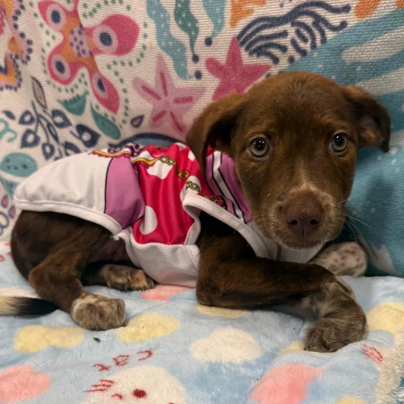 A baby small-sized female Brown / Chocolate Mixed Breed dog named Snorkel Sadie for adoption in Austin, TX