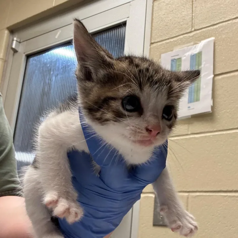 A baby small-sized male Gray / Blue / Silver Domestic Short Hair cat named Tic Tac for adoption in Columbus, GA