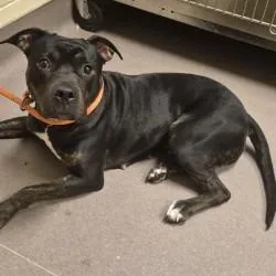 An adult medium-sized female Black Pit Bull Terrier dog named Lahoma for adoption in Norman, OK