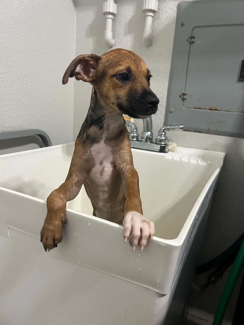 A young small-sized female Terrier dog named Cheese for adoption in Mobile, AL