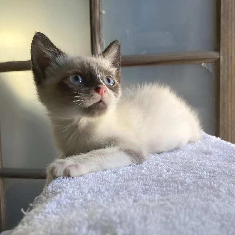 A baby small-sized male Domestic Short Hair cat named Bali for adoption in Los Angeles, CA