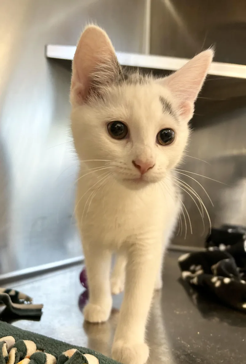 A baby small-sized female Black & White / Tuxedo Domestic Short Hair cat named Flora for adoption in North Haven, CT