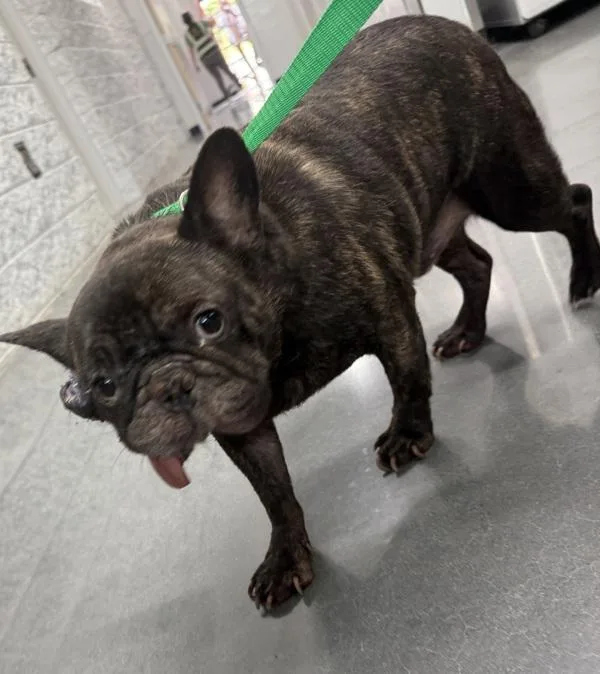 An adult small-sized male French Bulldog dog named Pen Tank for adoption in Lawrenceville, GA