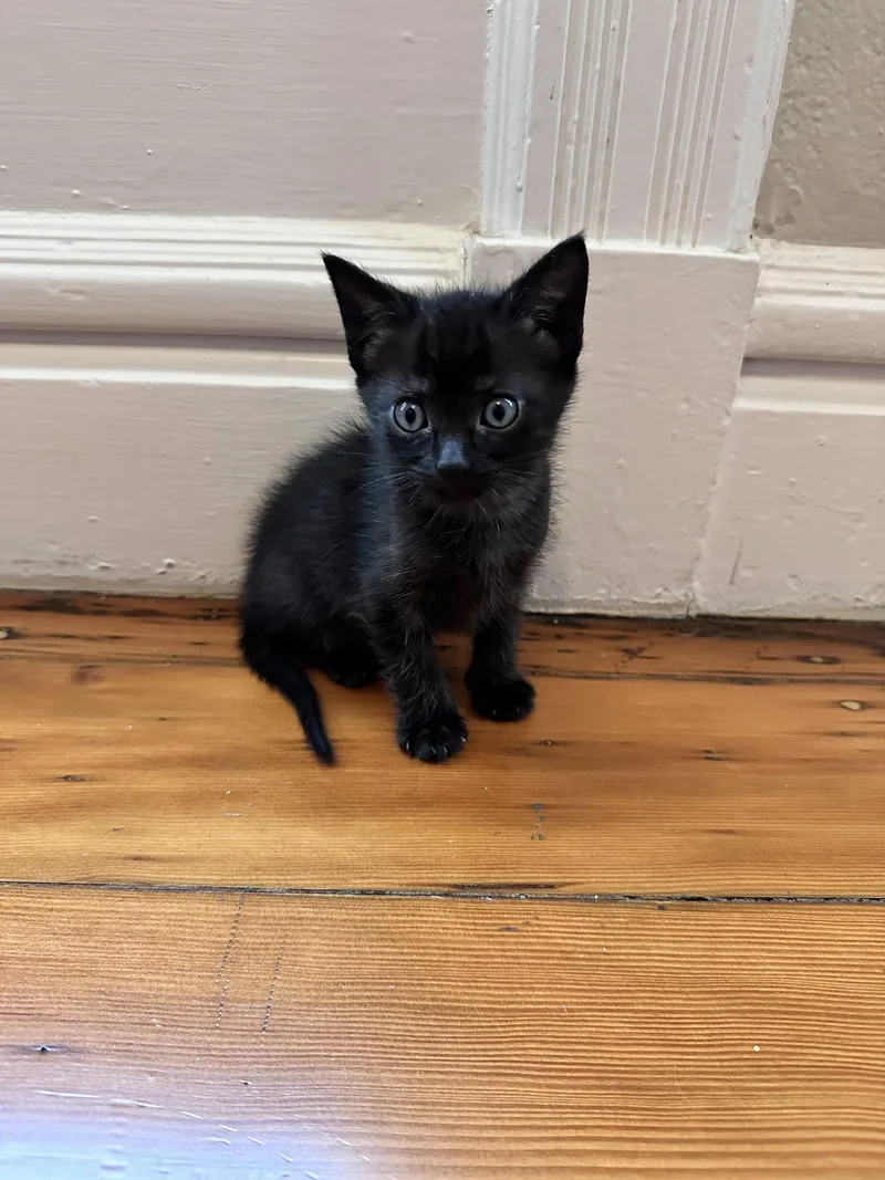 A baby medium-sized male Black Domestic Short Hair cat named Capitola Bonded Wpacifica for adoption in San Jose, CA