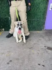 A young medium-sized female White / Cream Akita dog named Queen Elizabark for adoption in El Paso, TX