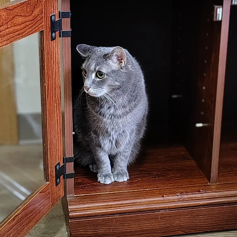 A senior small-sized female Gray / Blue / Silver Domestic Medium Hair cat named Smokey Home To for adoption in South Elgin, IL