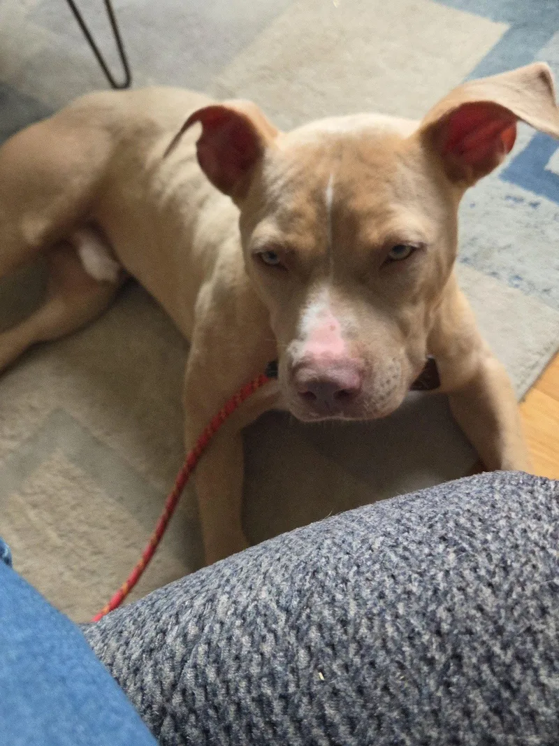 An adult medium-sized male Mixed Breed dog named Manny for adoption in Shelburne, VT