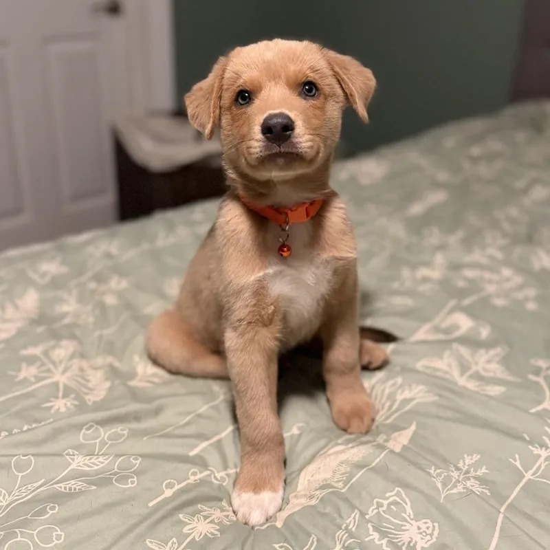 A baby medium-sized male Golden Retriever dog named Winston Bishop for adoption in Chattanooga, TN