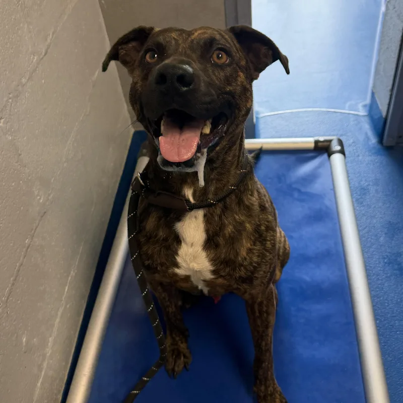 An adult medium-sized male Brindle Pointer dog named Hal for adoption in Lancaster, SC