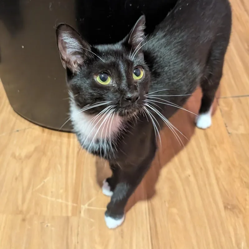 A young medium-sized female Black & White / Tuxedo Domestic Short Hair cat named Brielle for adoption in Hartwell, GA