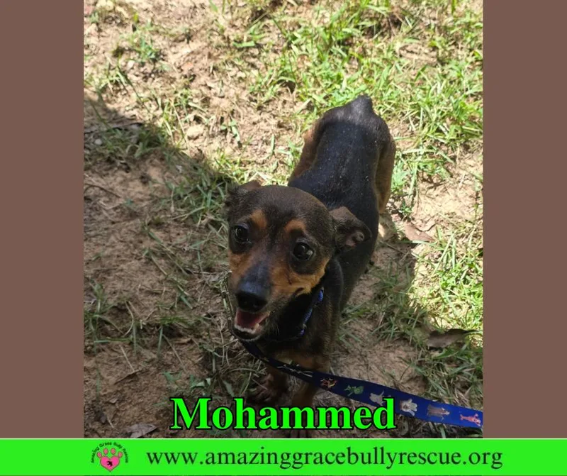 Mohammed