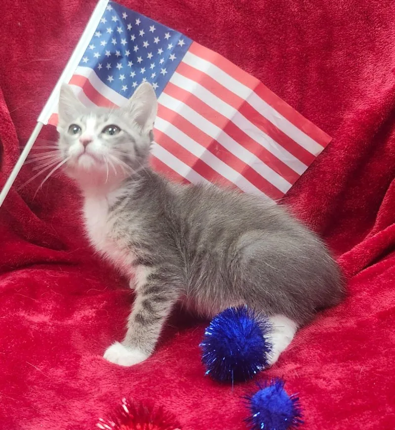 A baby small-sized male Domestic Short Hair cat named Tater Tot for adoption in Little Rock, AR