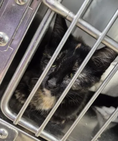 A baby small-sized female Domestic Short Hair cat named Rose for adoption in Decatur, IL