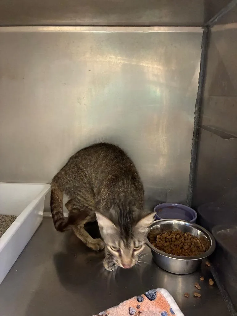 A young small-sized female Domestic Short Hair cat named Sylvie for adoption in Bossier City, LA