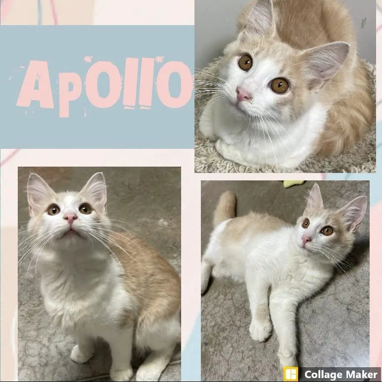 Apollo