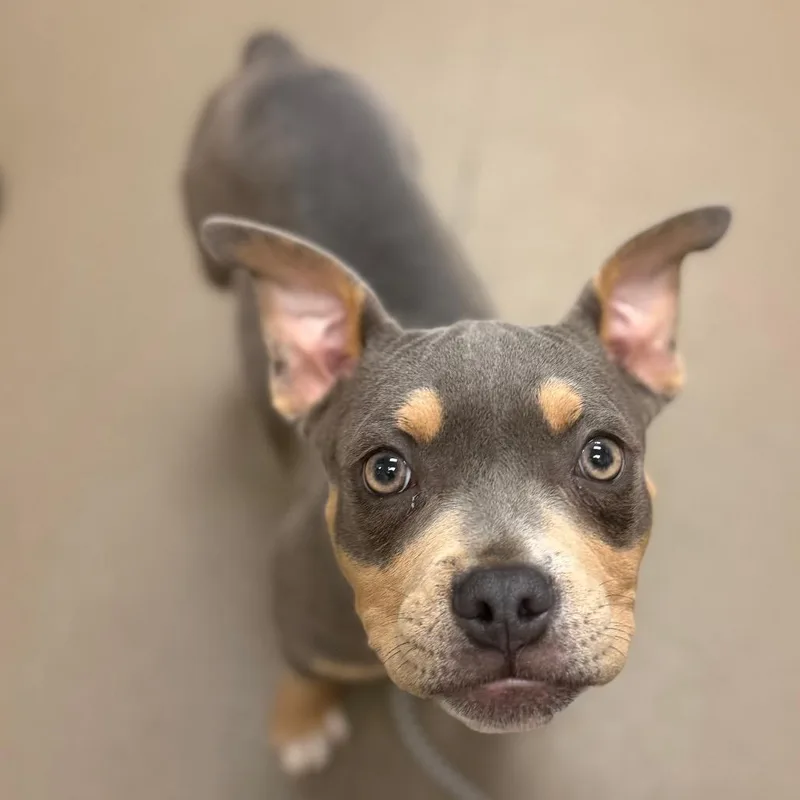 A young small-sized female Brown / Chocolate Mixed Breed dog named Bread for adoption in Asheville, NC