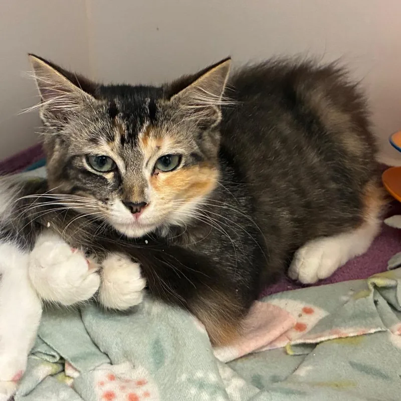 A baby small-sized female Domestic Short Hair cat named Madeline for adoption in Cumming, GA