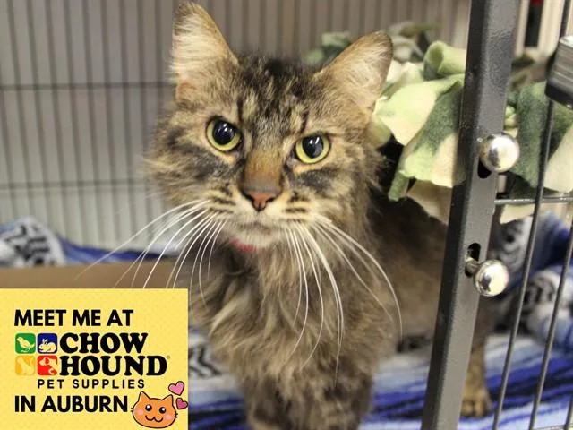 An adult medium-sized female Domestic Medium Hair cat named Big Mama for adoption in Fort Wayne, IN