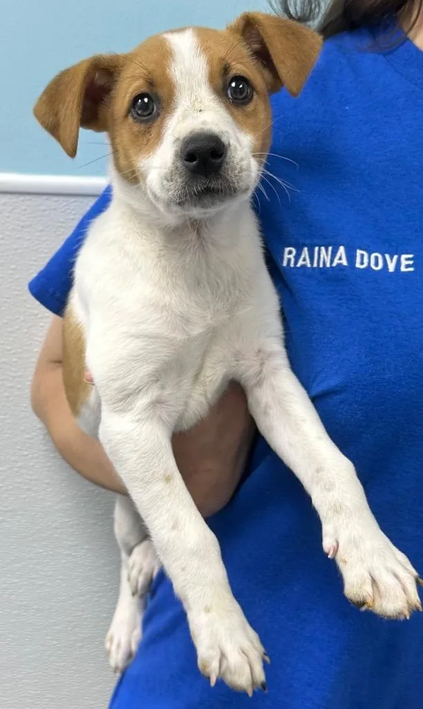 A baby medium-sized female Jack Russell Terrier dog named Celine for adoption in Washington Court House, OH