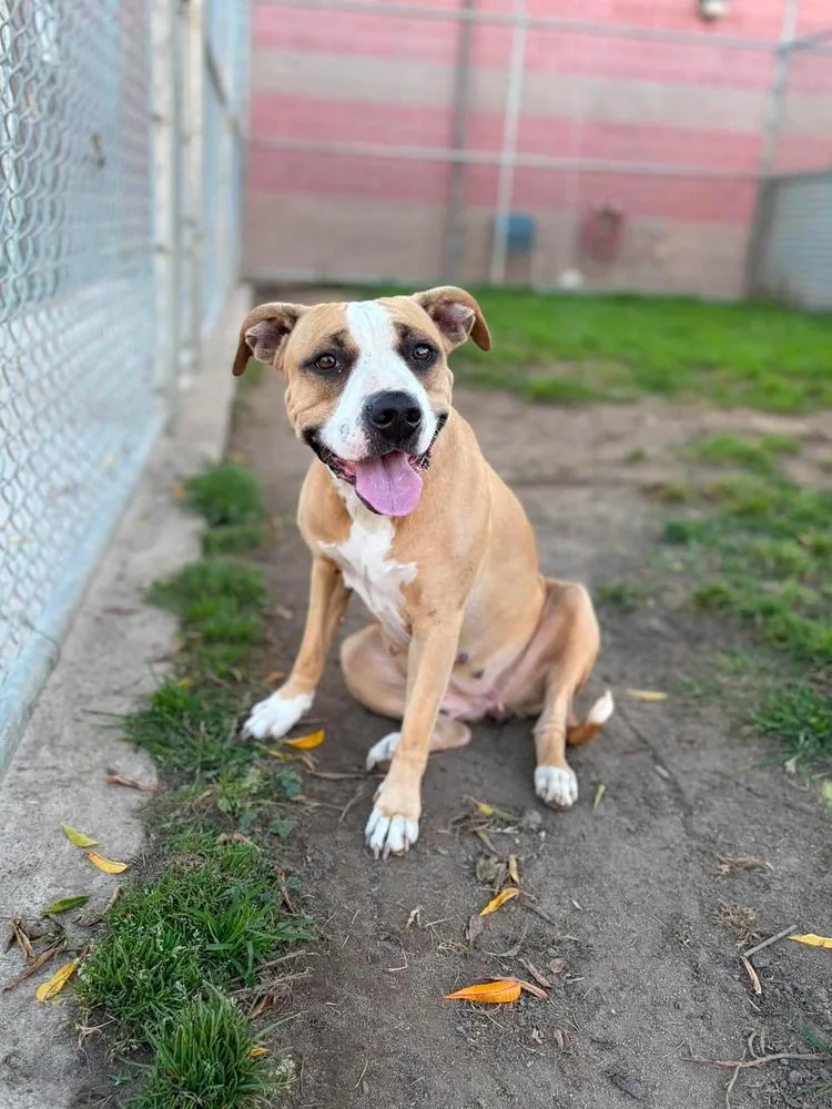 A young medium-sized female White / Cream Pit Bull Terrier dog named Kimmy for adoption in Tigard, OR