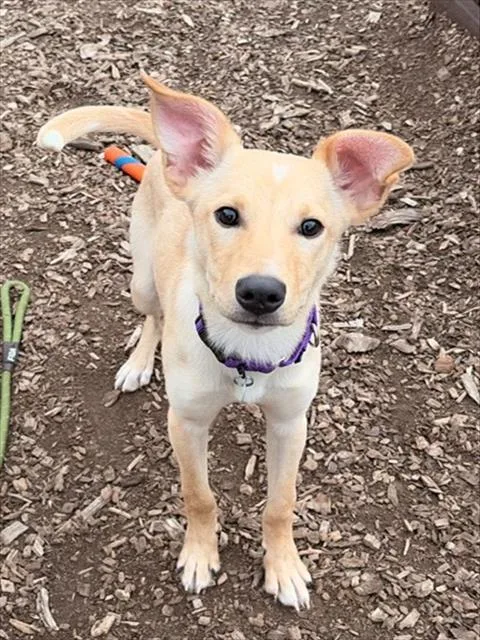 A young medium-sized male Labrador Retriever dog named Keith for adoption in Leesburg, VA
