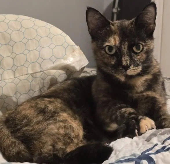 An adult medium-sized female Domestic Short Hair cat named Marcy for adoption in Wilmington, NC